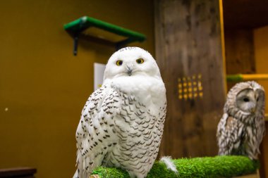 Baykuş kapalı bir dalda