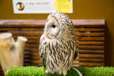 Baykuş kapalı bir dalda