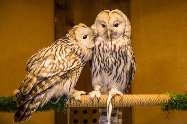 Baykuş kapalı bir dalda