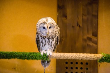 Baykuş kapalı bir dalda