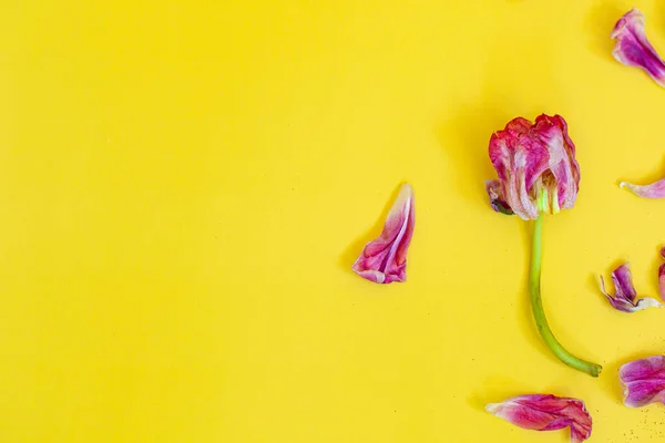 withered flowers background. withered tulips on a yellow background