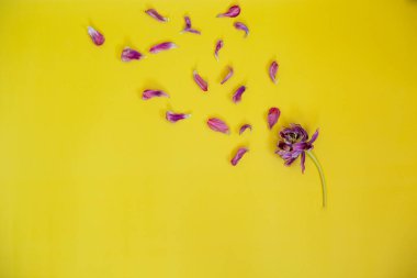 solmuş çiçek arka planı. Sarı arka planda solmuş laleler