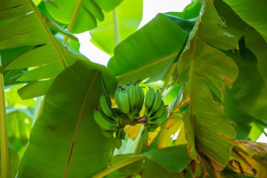 Muz ayağında olgunlaşmamış muz .