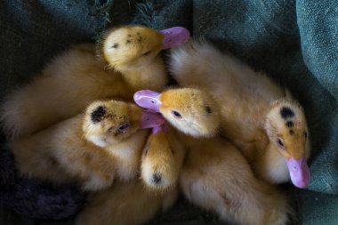 Paskalya süslemeleri, renkli yumurtalar ve ördek yavrularıyla süslenmiş.