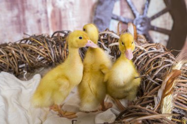 Doğal arka planda küçük sarı ördek kazları