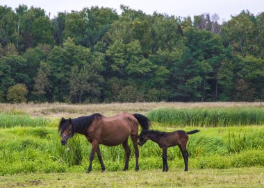 Çayırda taylı bir at.
