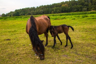 Çayırda taylı bir at.