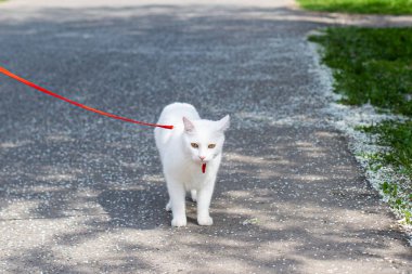 Kedi koşumların üzerinde parkta yürüyor.