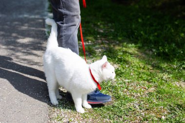 Kedi koşumların üzerinde parkta yürüyor.
