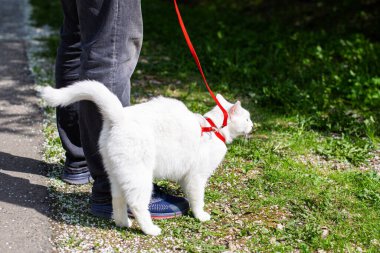 Kedi koşumların üzerinde parkta yürüyor.
