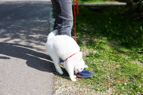Kedi koşumların üzerinde parkta yürüyor.