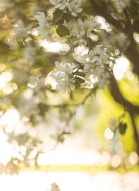 Bahar bahçesinde çiçek açan elma ağacı. 