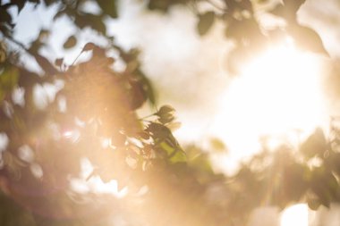 Bahar bahçesinde çiçek açan elma ağacı. 