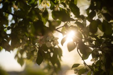 Bahar bahçesinde çiçek açan elma ağacı. 