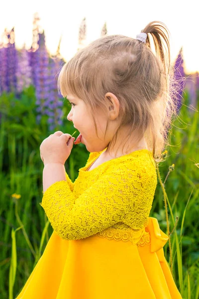 Portré egy lányról egy virágzó mezőn a napon naplementekor — Stock Fotó