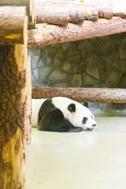 Panda hayvanat bahçesinde uyuyor.