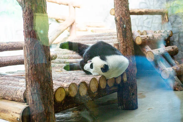 Panda spát na skále v zoo — Stock fotografie