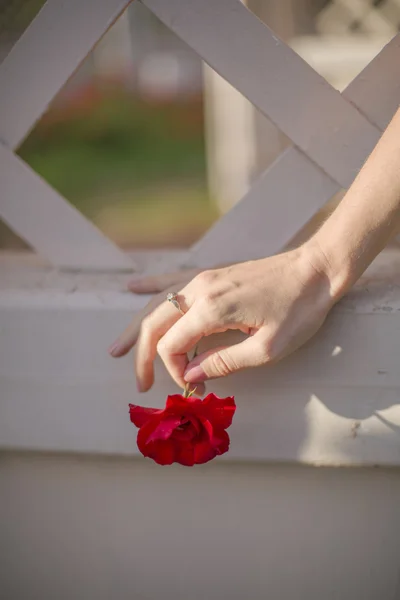 Женщины держат в руках красный цветок — стоковое фото