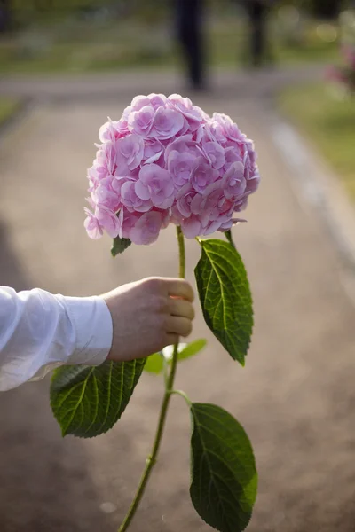 Man hand holding a pink hydrangea flower in park background — стоковое фото