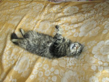 Kedi Maine coon, melez, Sibirya, uyku, uyku, uyku, olağandışı, bakış açısı, uzun, komik, geri