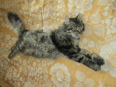 Kedi Maine coon, melez, Sibirya, uyku, uyku, uyku, olağandışı, perspektif, uzun, eğlence