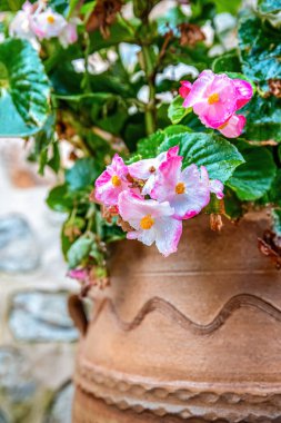 Begonia hirtella güzel pembe ve beyaz çiçekleri yeşil yapraklar ve yağmur damlalarıyla seramik saksıya bağlar..