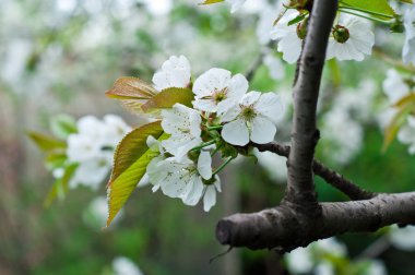 Güzellik bahar çiçekleri