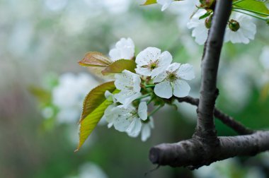 Güzellik bahar çiçekleri