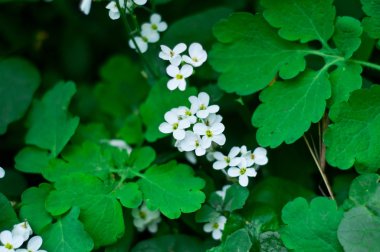 Güzellik bahar çiçekleri