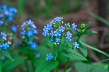 Güzellik bahar çiçekleri