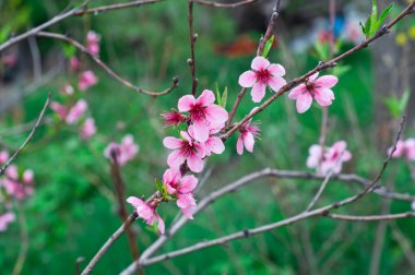 Güzellik bahar çiçekleri