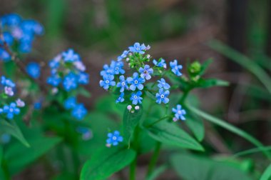 Güzellik bahar çiçekleri