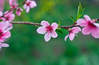 Güzellik bahar çiçekleri