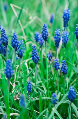 Güzellik bahar çiçekleri