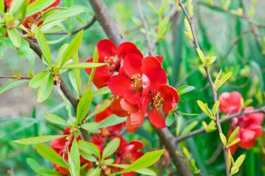 Güzellik bahar çiçekleri