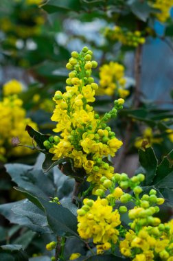 Güzellik bahar çiçekleri