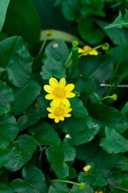 Güzellik bahar çiçekleri