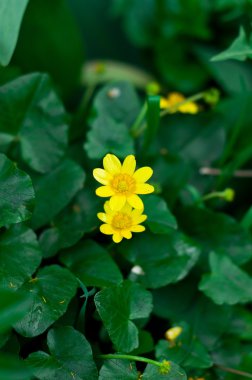 Güzellik bahar çiçekleri