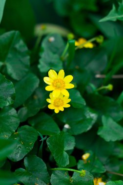 Güzellik bahar çiçekleri