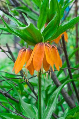 Güzellik bahar çiçekleri
