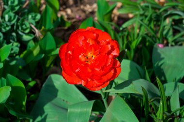 Güzellik bahar çiçekleri