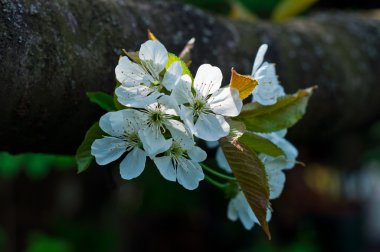  Güzellik bahar çiçekleri