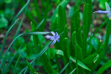  Güzellik bahar çiçekleri