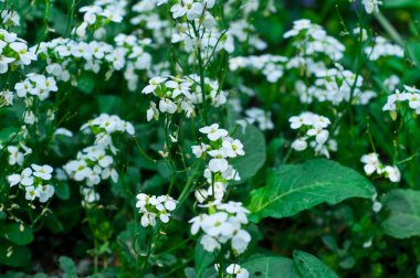  Güzellik bahar çiçekleri