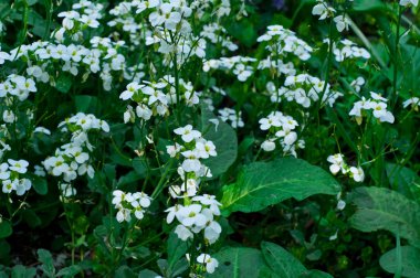  Güzellik bahar çiçekleri