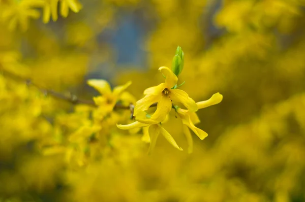 Beauté printemps fleurs — Photo