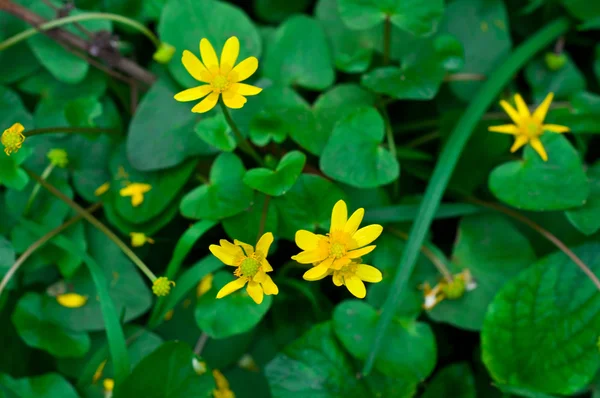 Güzellik bahar çiçekleri