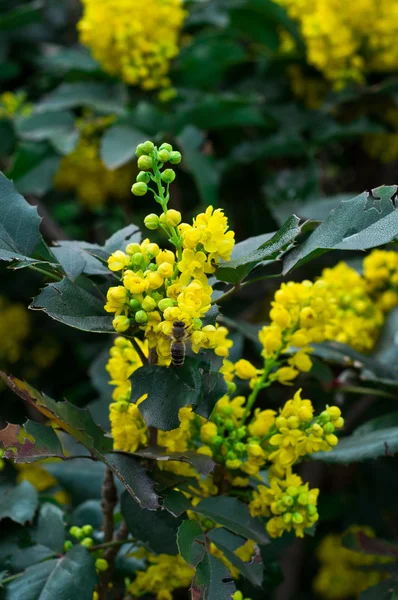 Beauty spring flowers — Stock Photo, Image