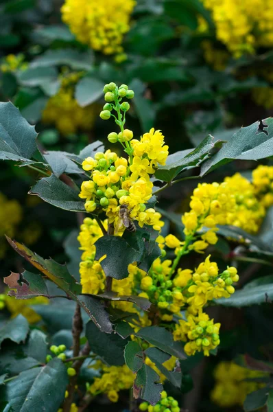 Flores de primavera de beleza — Fotografia de Stock