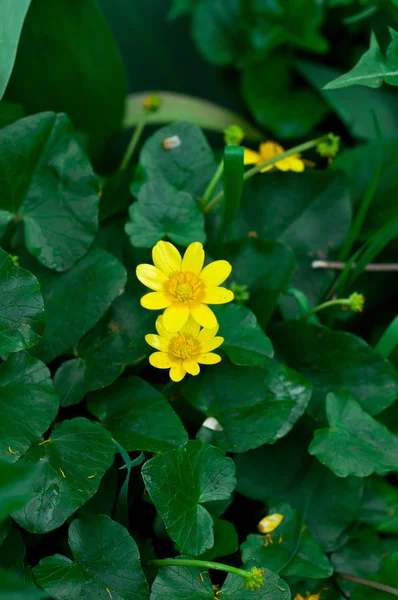 Güzellik bahar çiçekleri